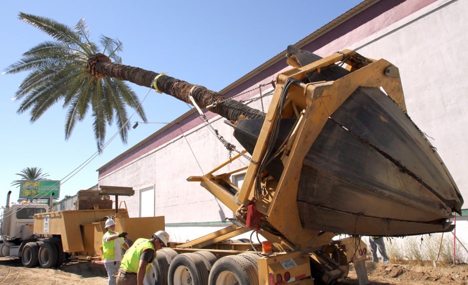 100-year-old palm trees to take root in new Victor Road location